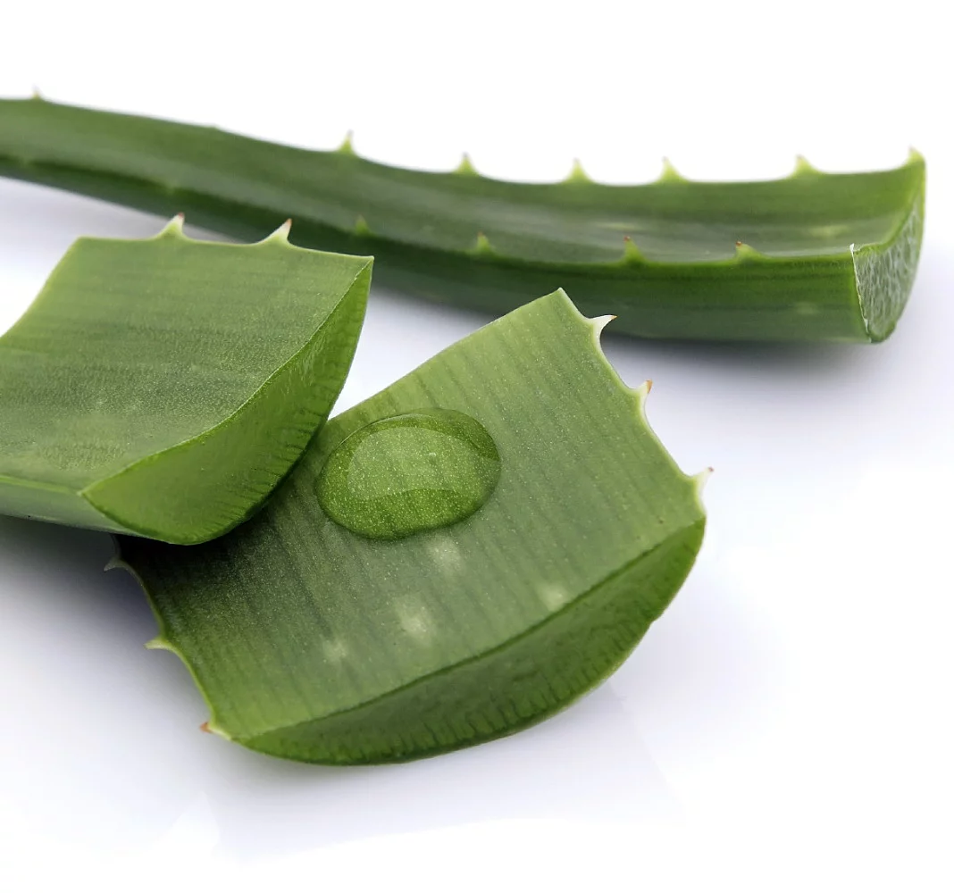 Well-Being Advantages Of Aloe Vera