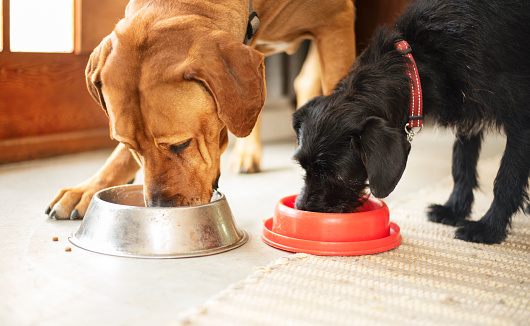 7 Useful Animal Nutrition Tips You Need to Learn Now 
